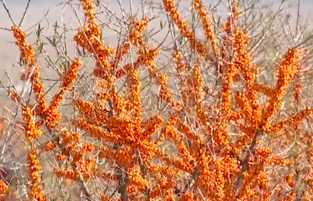 內蒙古生態(tài)治理